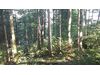 Wald der Zukunft-F&uuml;hrung in Damberg, St. Ulrich bei Steyr